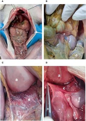 Comparative study of pancreatic vessels and mesopancreas of rhesus monkeys and humans